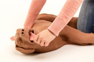 Erler Zimmer - HLW Übungshund CasPeR